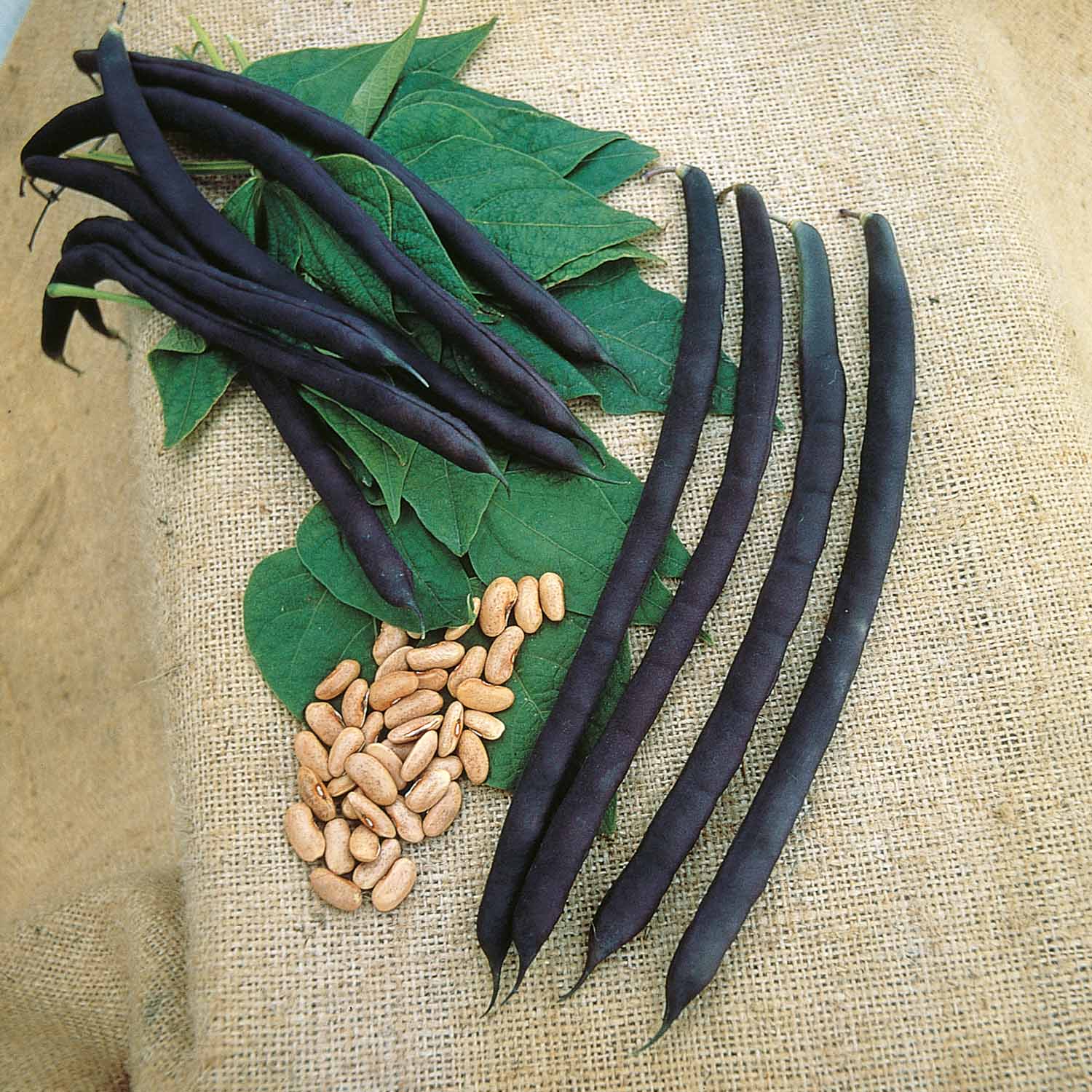 French Bean Summer Medley Mix - 36 Garden-ready Plugs | 36 x Garden Ready Plants | Green