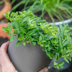 Marjoram (origanum Majorana) | 1 x 1L