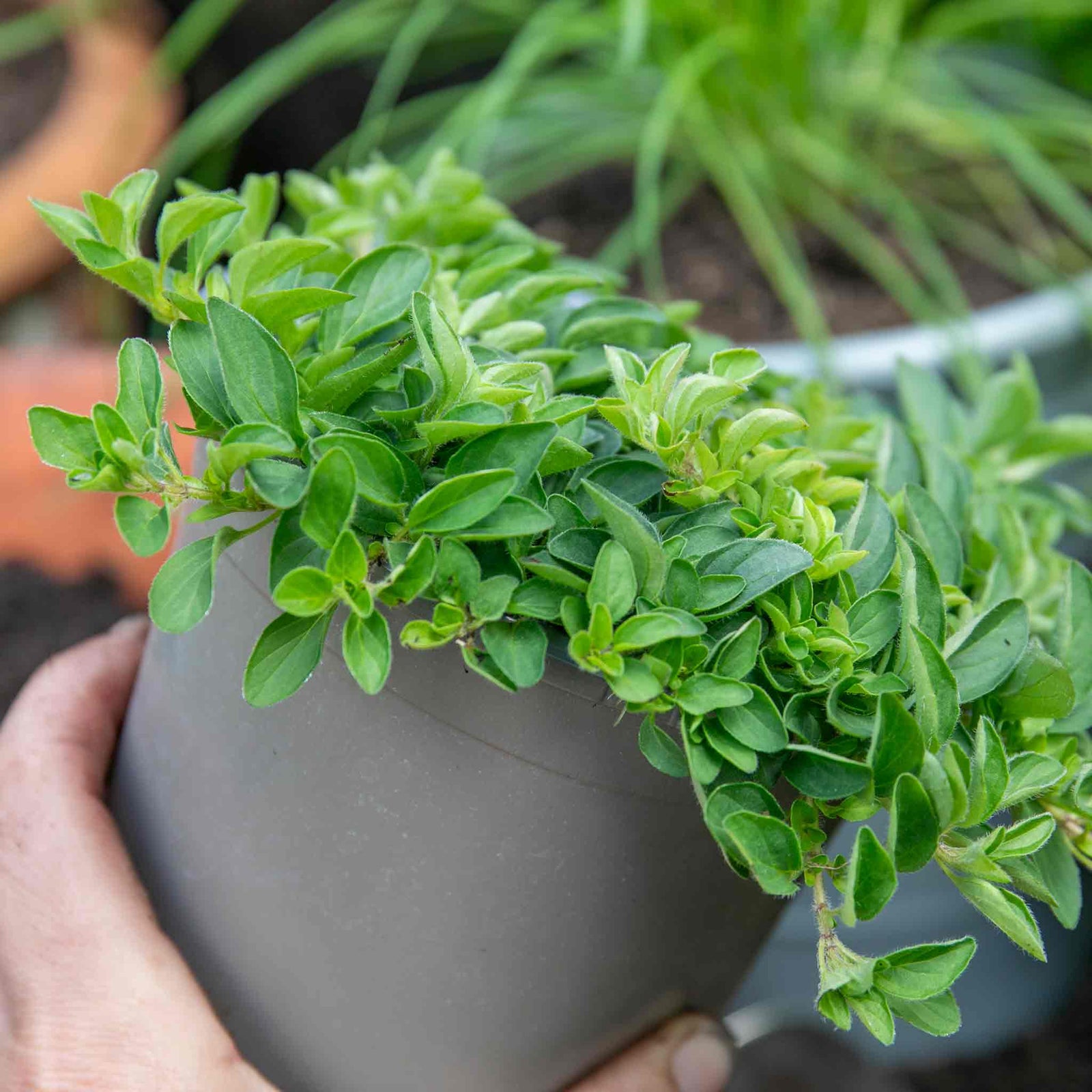 Marjoram (origanum Majorana) | 1 x 1L