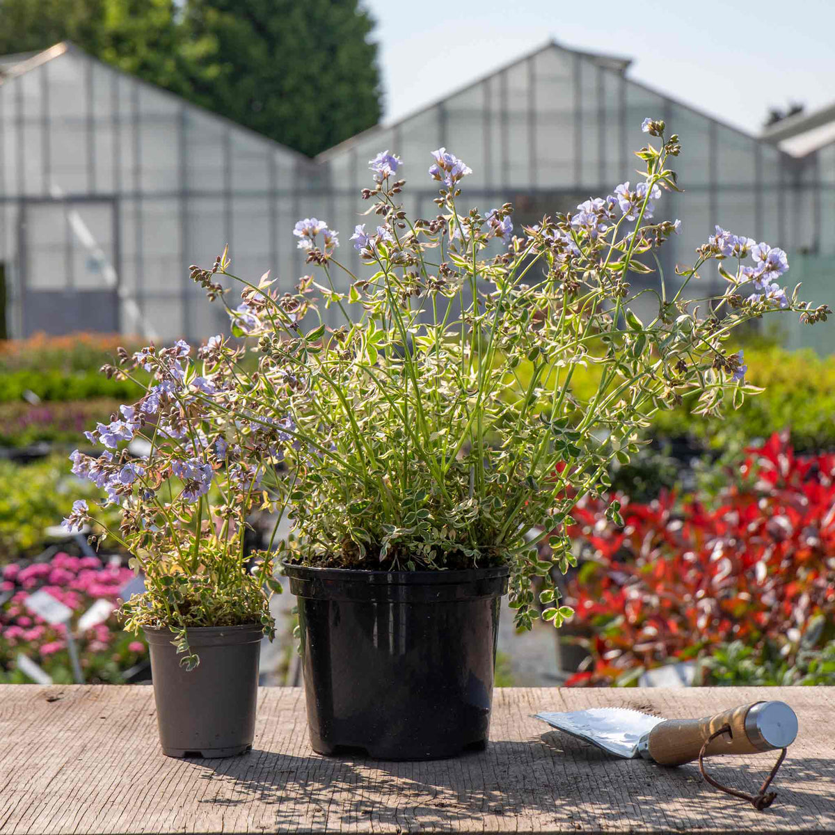 Polemonium 'stairway To Heaven' - Variegated Foliage, Pale Blue Flowers | 1 x 2L