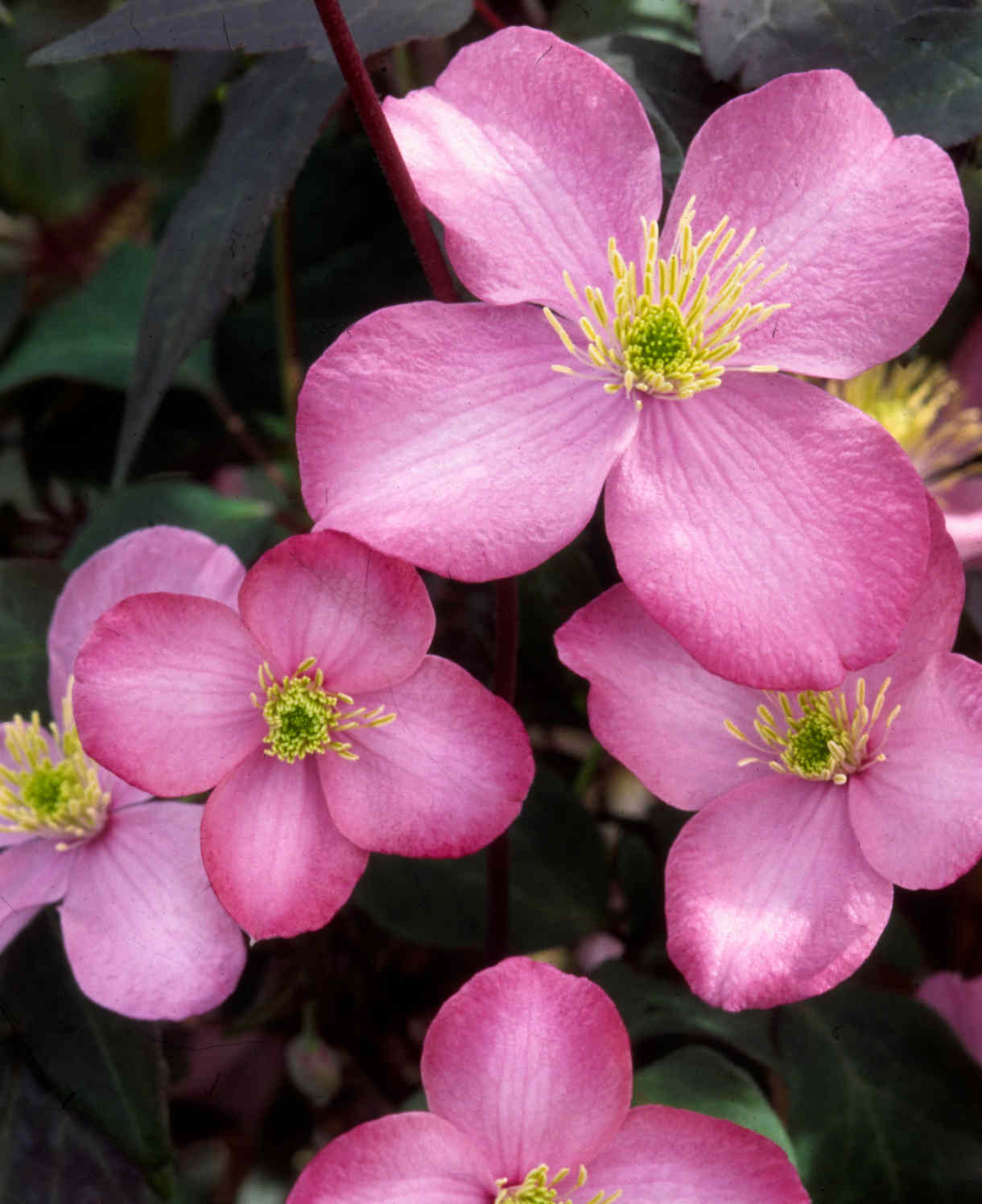 Climb Into A Cloud Of Scent - A Collection Of Fragrant Climbers | Set-of-12 | Multi
