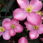 Climb Into A Cloud Of Scent - A Collection Of Fragrant Climbers | Set of 24 | Multi