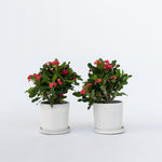 Crown Of Thorns - 2 Pcs. - Euphorbia 'milii' - Height 25-35cm - ⌀13cm | Set of 2 | Pink