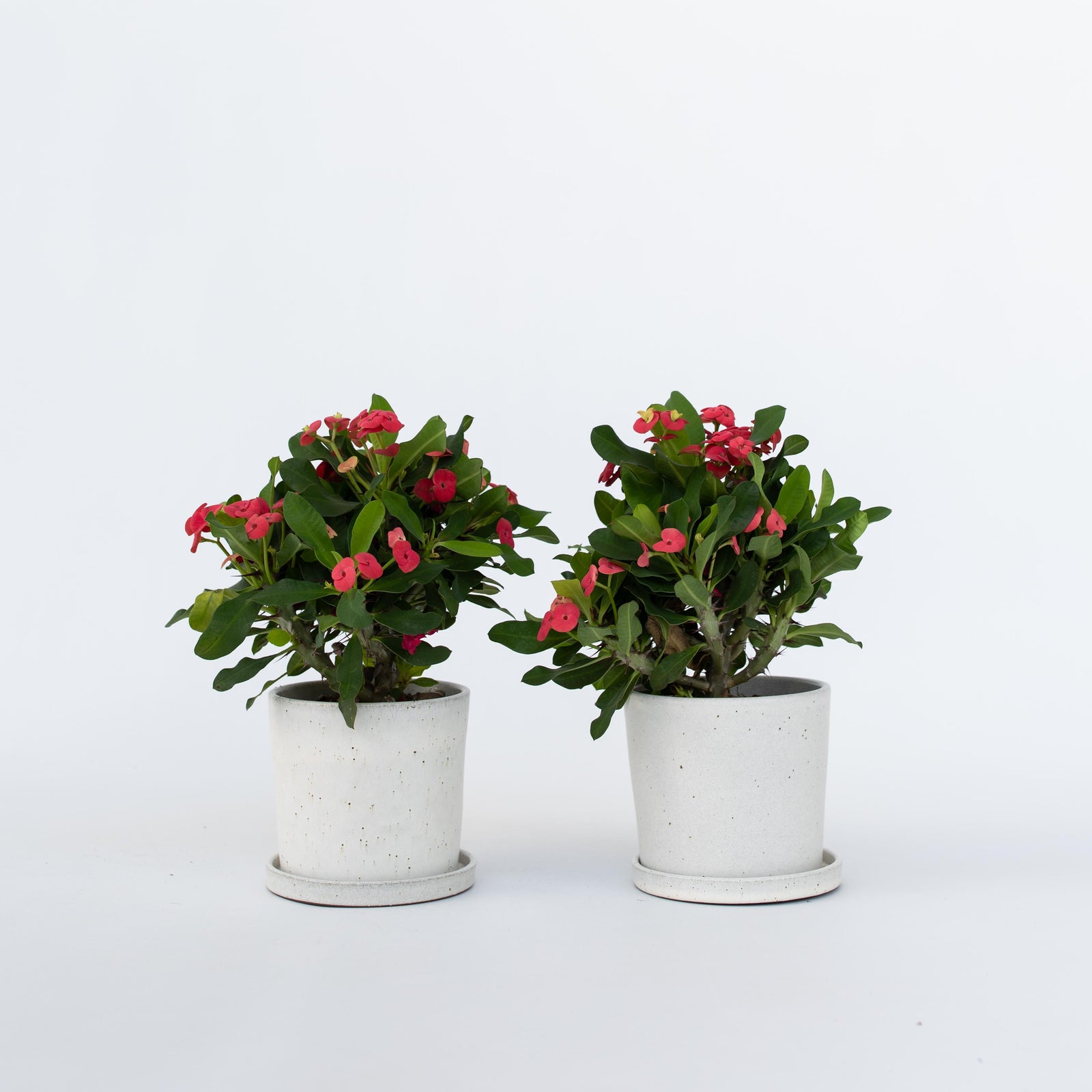 Crown Of Thorns - 2 Pcs. - Euphorbia 'milii' - Height 25-35cm - ⌀13cm | Set of 2 | Pink
