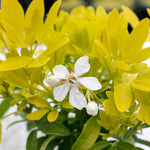 Choisya 'sundance' Evergreen Shrub | 1 x 3L | Yellow & White