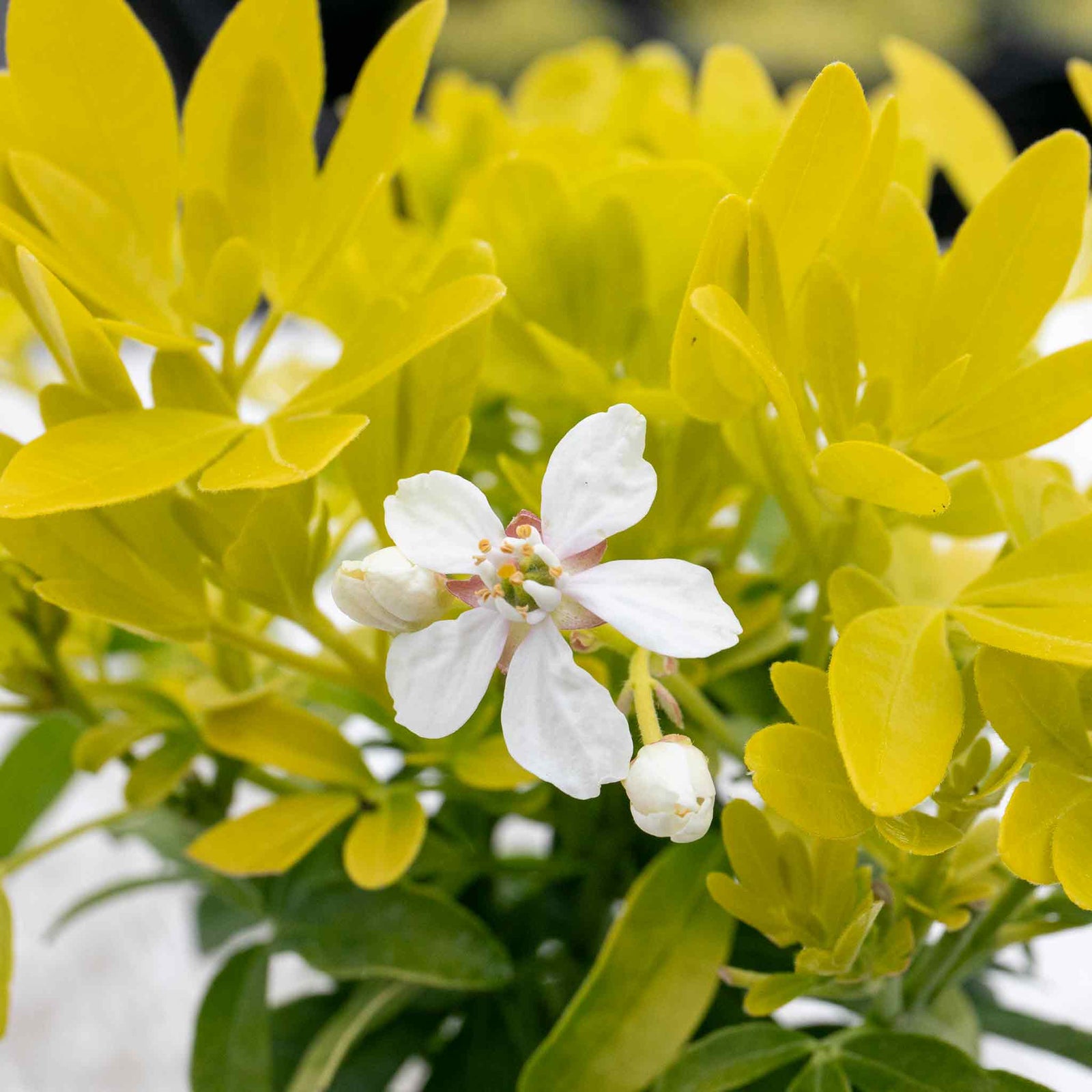 Choisya 'sundance' Evergreen Shrub | 1 x 3L | Yellow & White