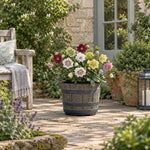 Amazing Hellebore Collection 6 X 9cm Pots