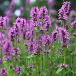 Abundant Betonica Collection - Stachys Collection In White, Pink And Purple 1 Of Each In 9cm Pots