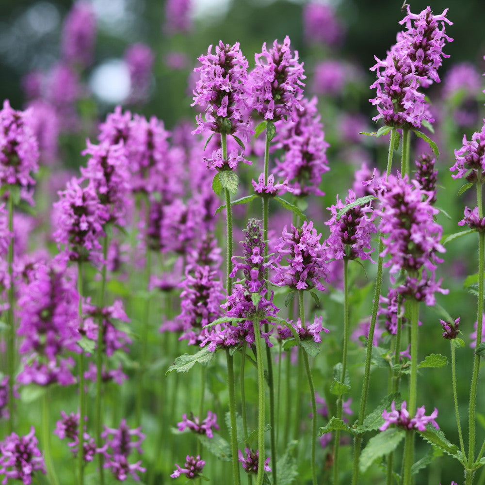 Abundant Betonica Collection - Stachys Collection In White, Pink And Purple 1 Of Each In 9cm Pots