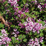 Hayloft Syringa Meyeri Flowerfesta Pink - Dwarf Lilac - 9cm Pot