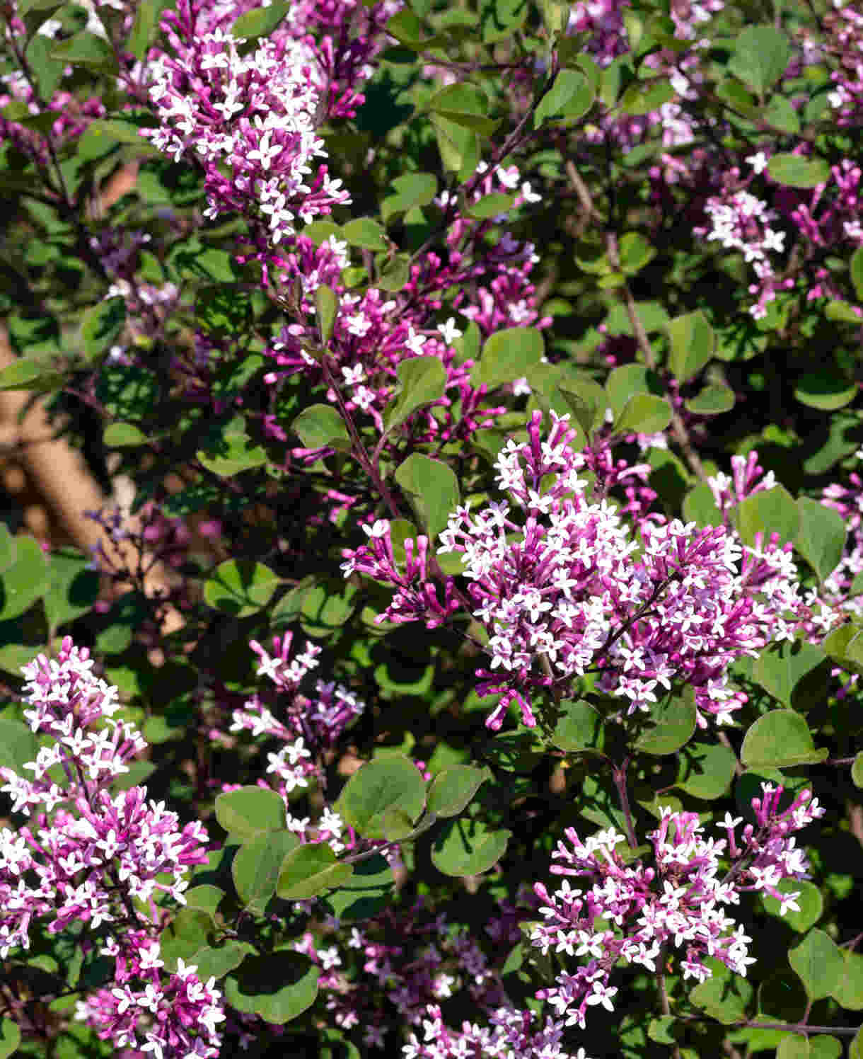 Hayloft Syringa Meyeri Flowerfesta Pink - Dwarf Lilac - 9cm Pot