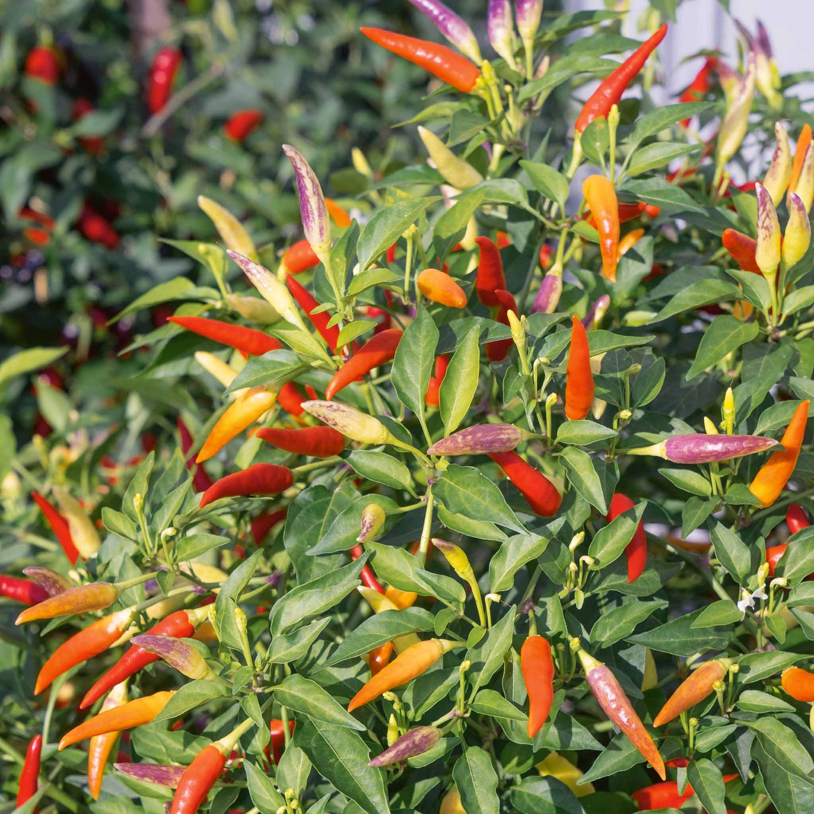Chilli Plant 'basket Of Fire' — Compact, Colourful Fruits | 6 x 9cm | Multi