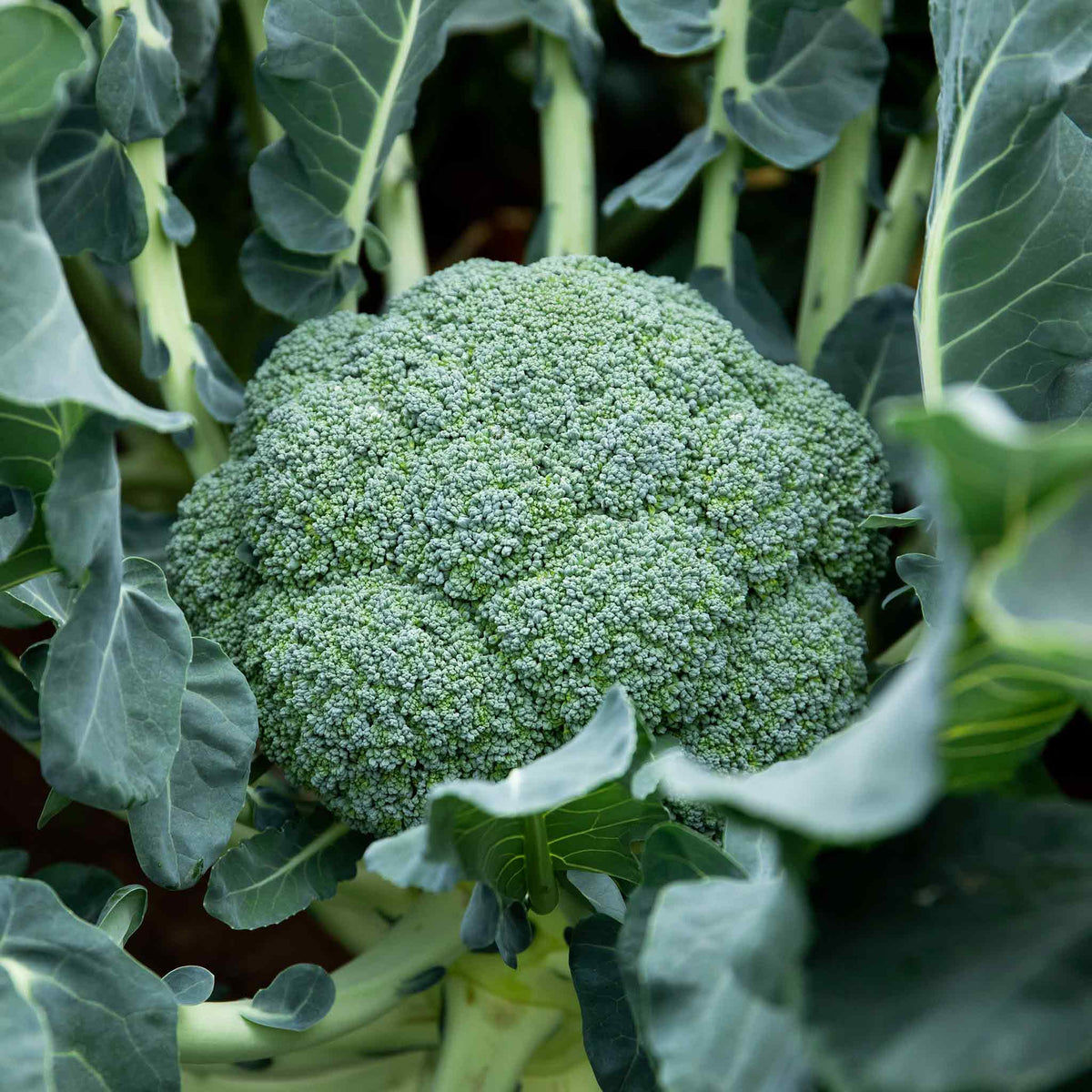Broccoli 'marathon' Plant | 9 x 9cm | Green