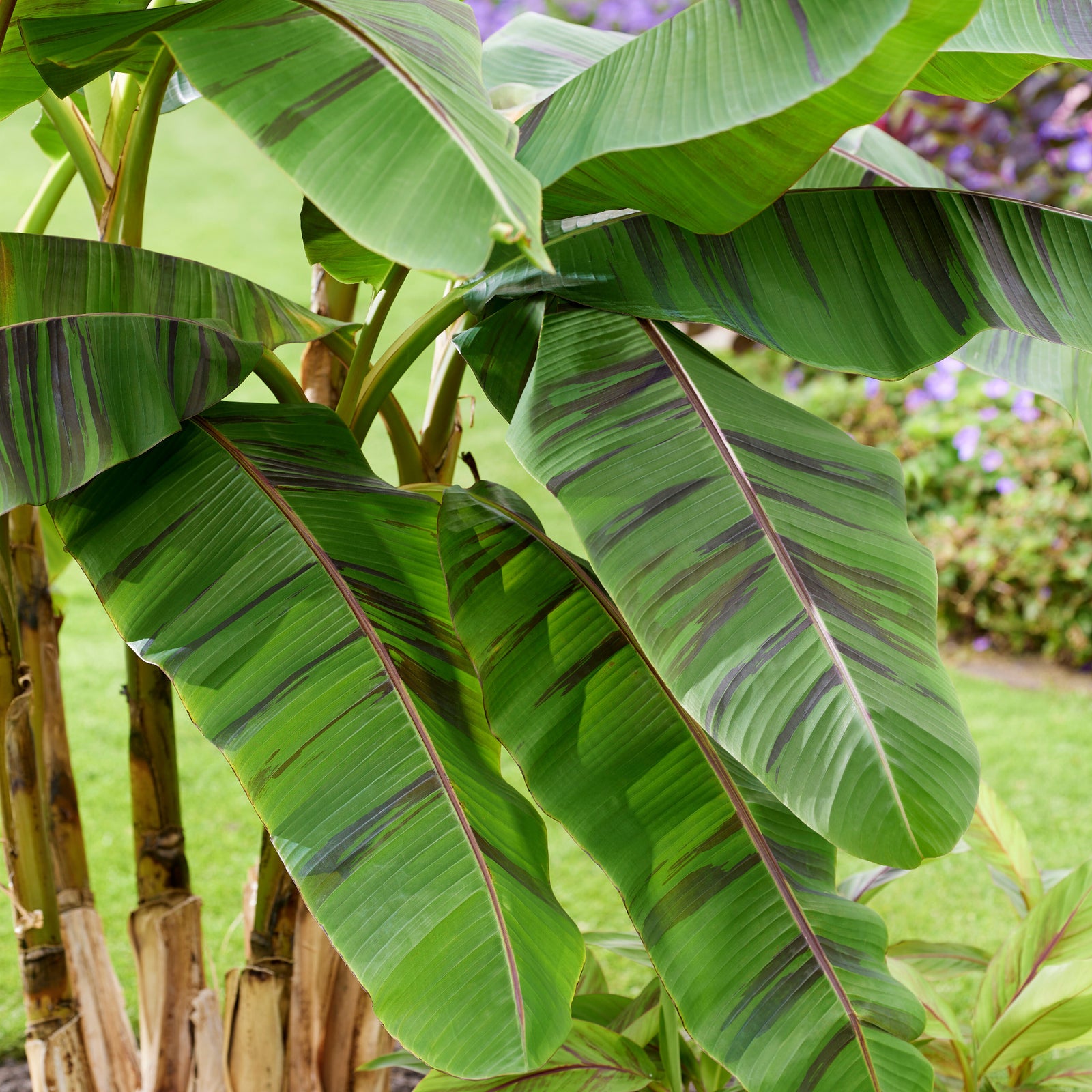 Musa Sikkimensis ‘Ever Red’ - Banana Plant - 1 x 9cm Pot