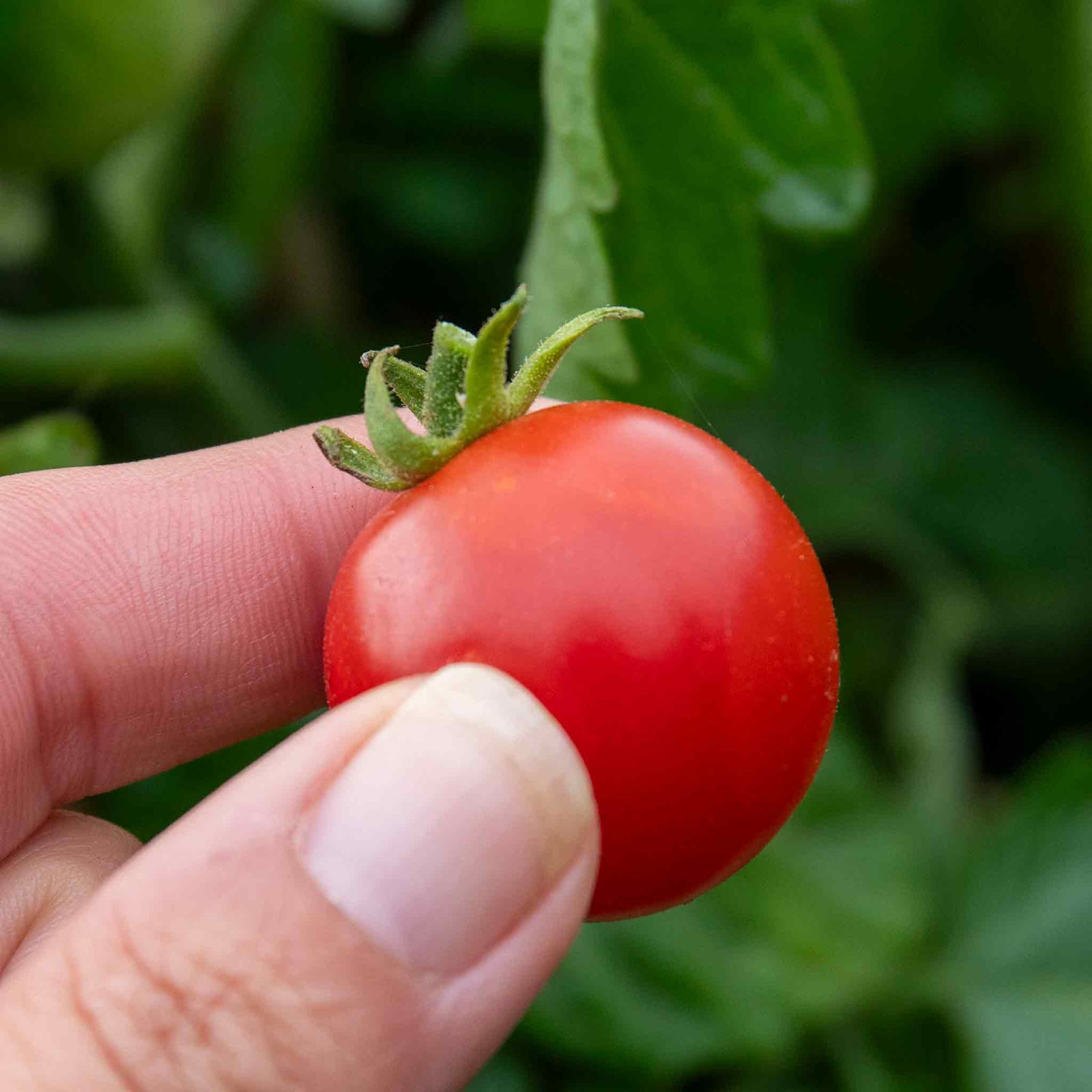 Sweet Success F1 Tomato Seeds Disease-resistant High-sugar Cherry | 10 Seeds
