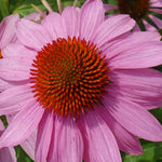 Echinacea Purpurea Leuchtstern - 9cm Pots | 1 x 9cm | Purple