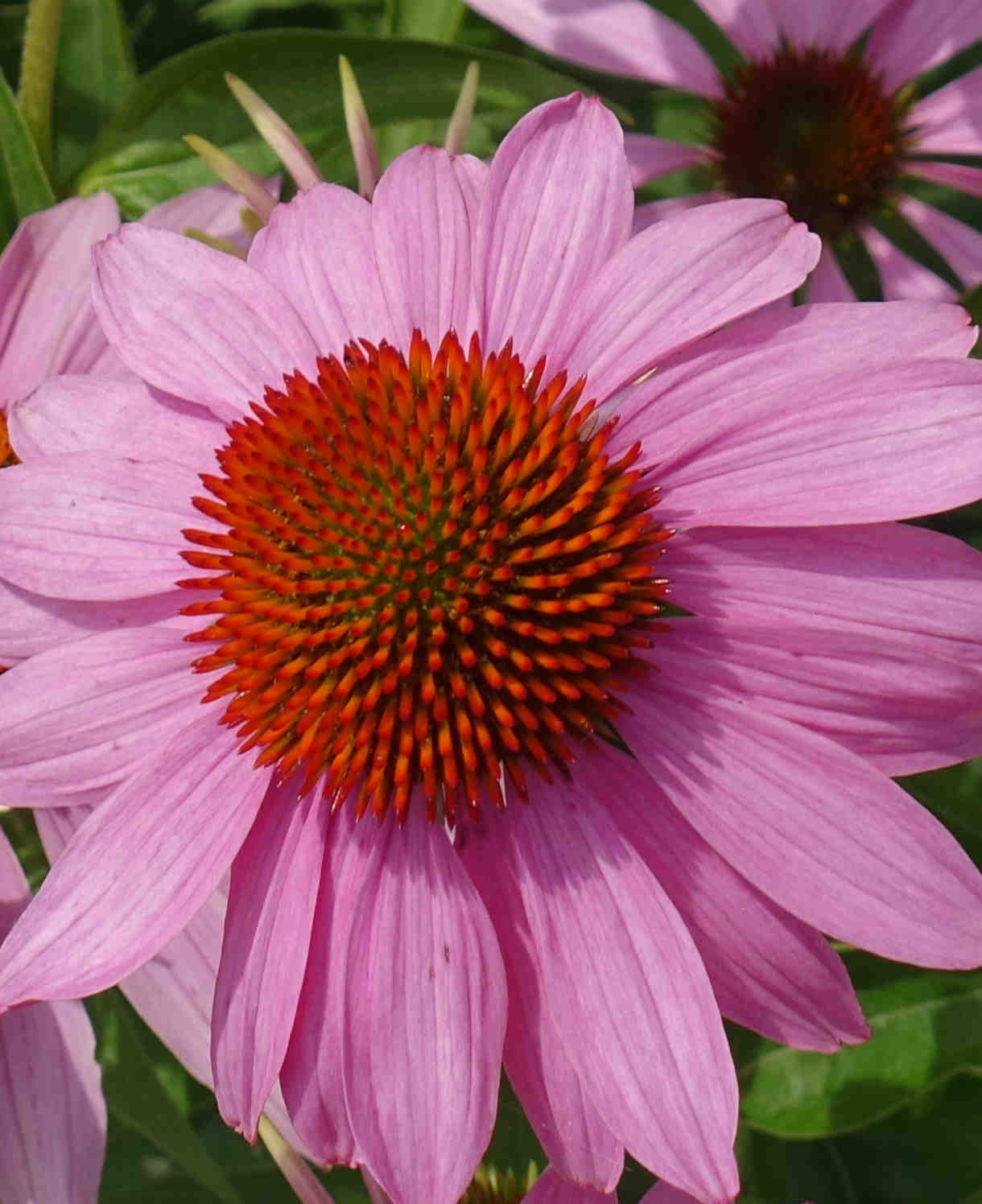 Echinacea Purpurea Leuchtstern - 9cm Pots | 1 x 9cm | Purple