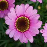Argyranthemum Frutescens 'grandaisy Pink Halo' | Set-of-12 | Deep Pink