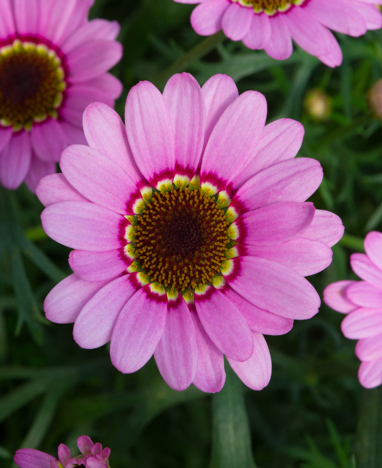 Argyranthemum Frutescens 'grandaisy Pink Halo' | Set-of-6 | Deep Pink