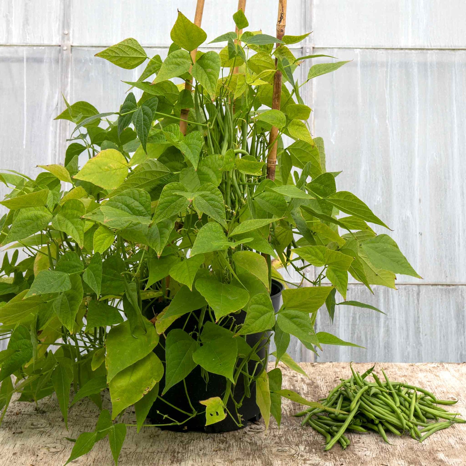 Dwarf French Bean 'faraday' Seeds | 50 Seeds