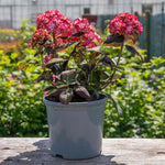 Hydrangea Macrophylla 'miss Saori' Double Pink-edged Mophead Shrub | 1 x 9cm | Pink