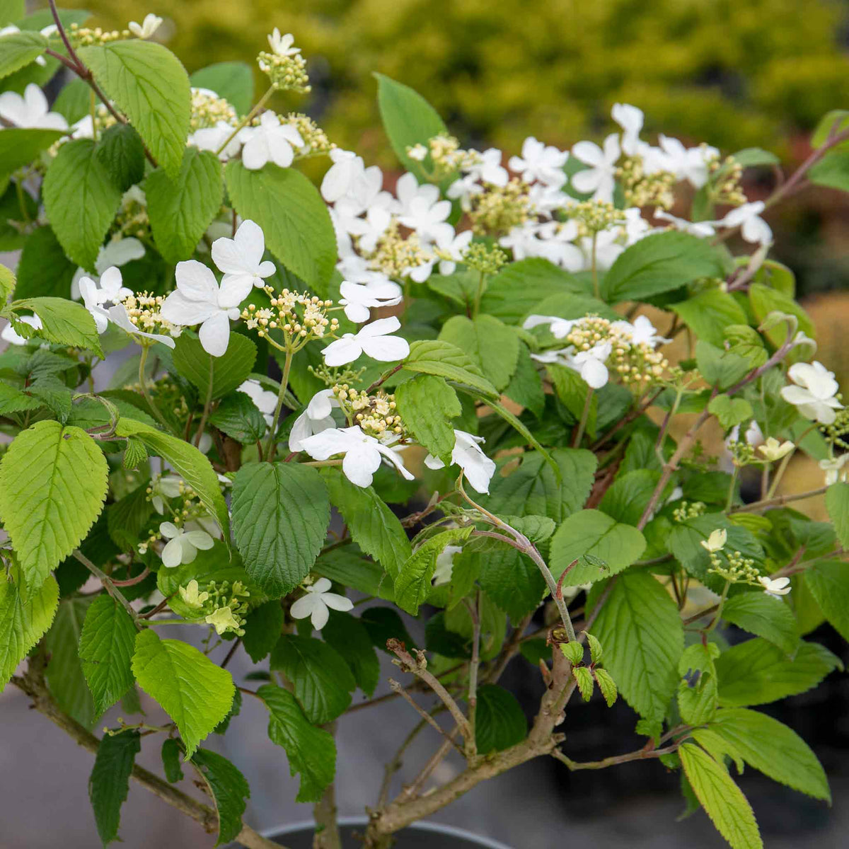 Viburnum Plicatum 'kilimandjaro' 3l Shrub | Set of 1 | White