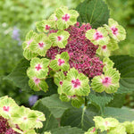 Hydrangea Macrophylla Magical Edgy Green Pink - 14cm pots | Set-of-1 | Green & Pink