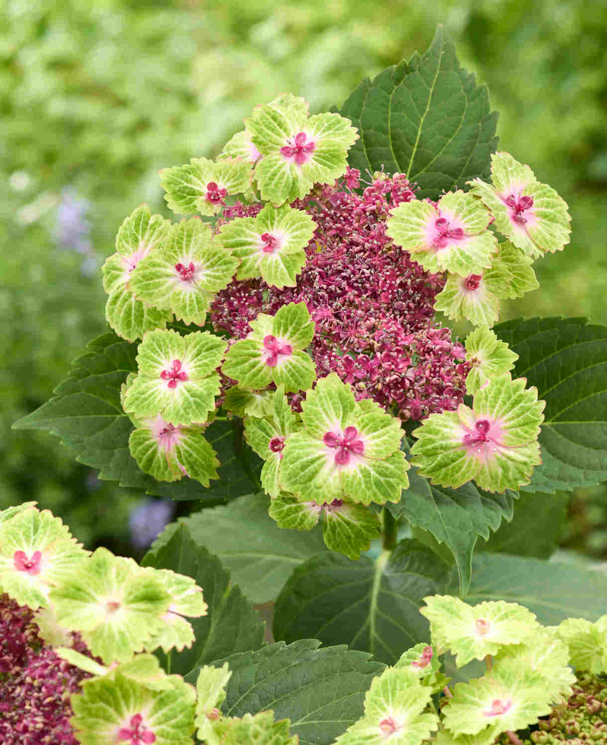 Hydrangea Macrophylla Magical Edgy Green Pink - 14cm pots | Set-of-1 | Green & Pink