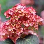 Hydrangea Macrophylla 'miss Saori' Double Pink-edged Mophead Shrub | 1 x 9cm | Pink