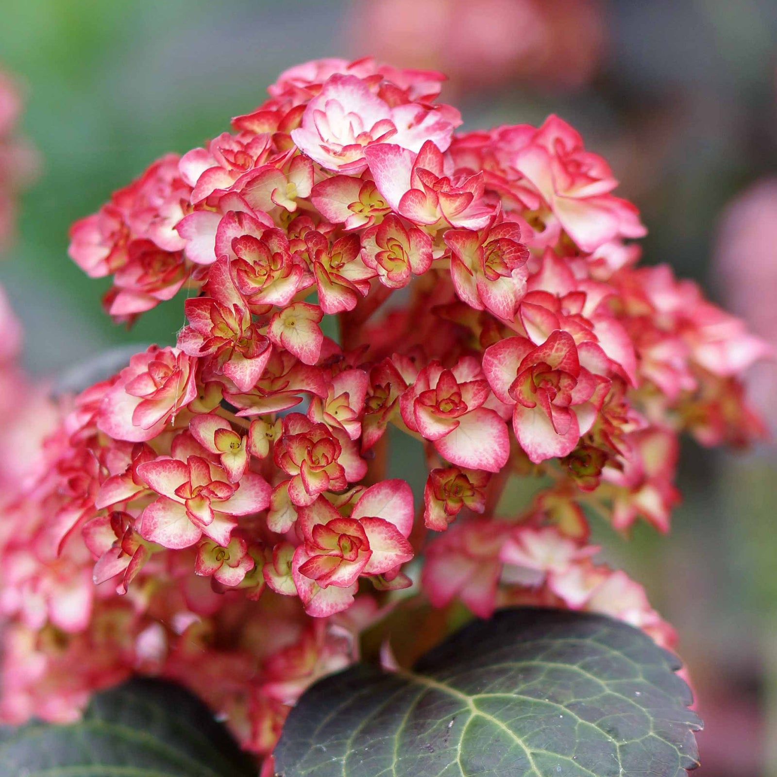 Hydrangea Macrophylla 'miss Saori' Double Pink-edged Mophead Shrub | 1 x 9cm | Pink