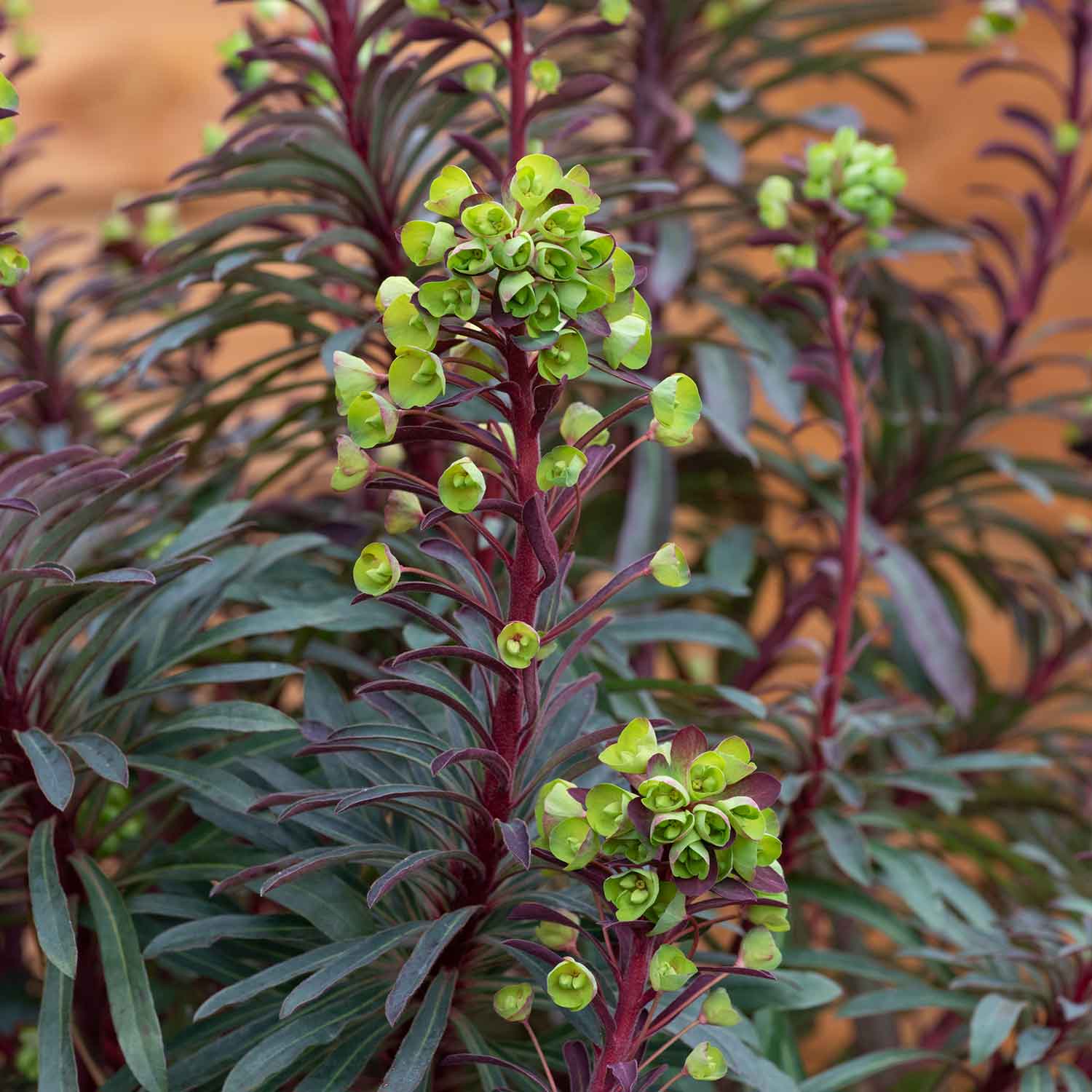 Euphorbia 'miners Merlot' Drought-tolerant Perennial 2l | Set-of-1 | Green