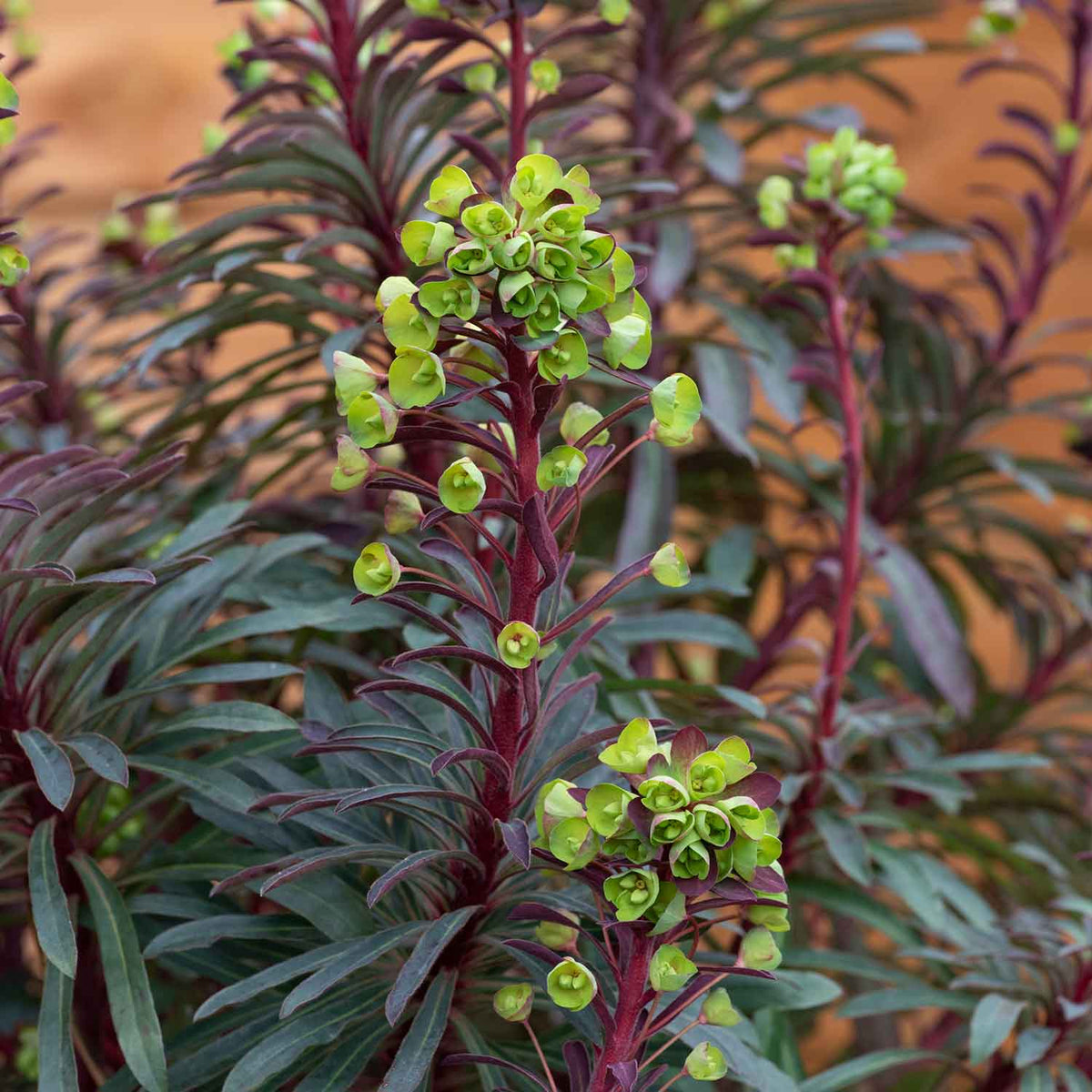 Euphorbia 'miners Merlot' Drought-tolerant Perennial 2l | Set of 1 | Green