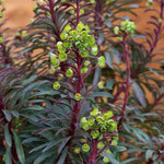 Euphorbia 'miners Merlot' Drought-tolerant Perennial 9cm | Set of 1 | Burgundy