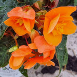 Begonia 'bellisa Flame' Double Orange Begonia 30-45 Cm | 12 x Jumbo Plugs | Burnt Orange