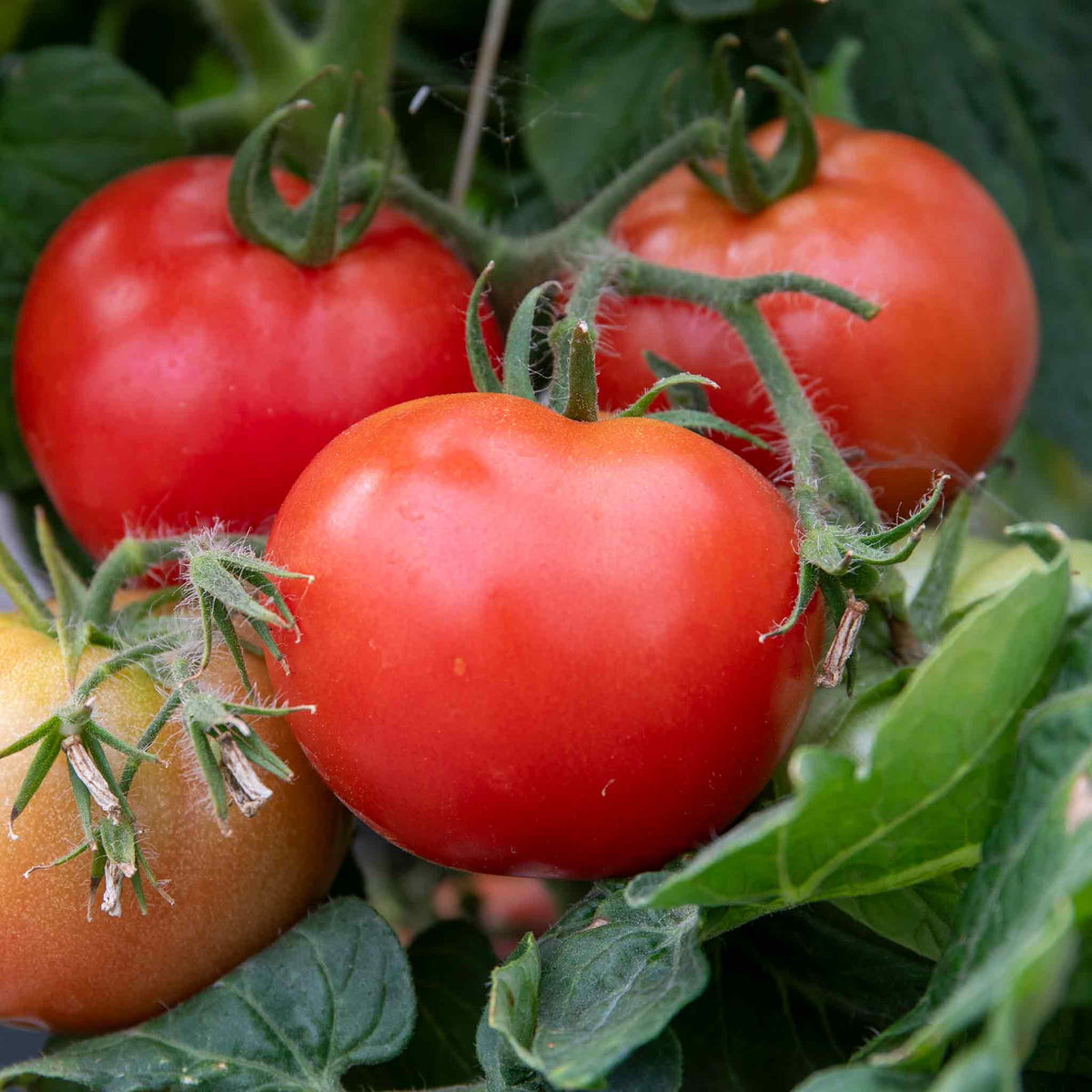 Hanging Basket Bush Tomato Collection 9cm Plants | Set of 6