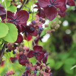 Hayloft Akebia Quinata - Chocolate Vine - 1 X 9cm Pot