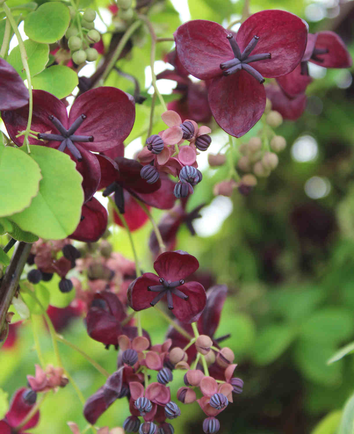 Hayloft Akebia Quinata - Chocolate Vine - 1 X 9cm Pot