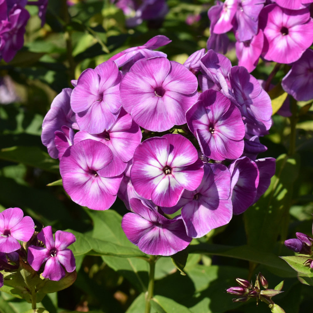 Phlox Paniculata Laura - 1 X 1.5l Pot