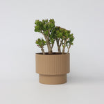 Jade Plant - Crassula Ovata 'minor' - Height 60-65cm - ⌀30cm | Set of 1 | Green