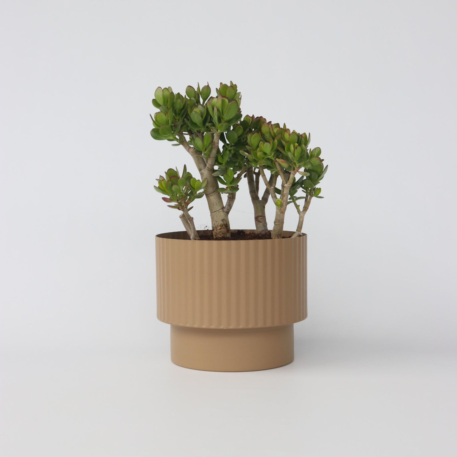 Jade Plant - Crassula Ovata 'minor' - Height 60-65cm - ⌀30cm | Set of 1 | Green