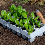 Lettuce Crispy Mix | 12 x Plug Plants | Green