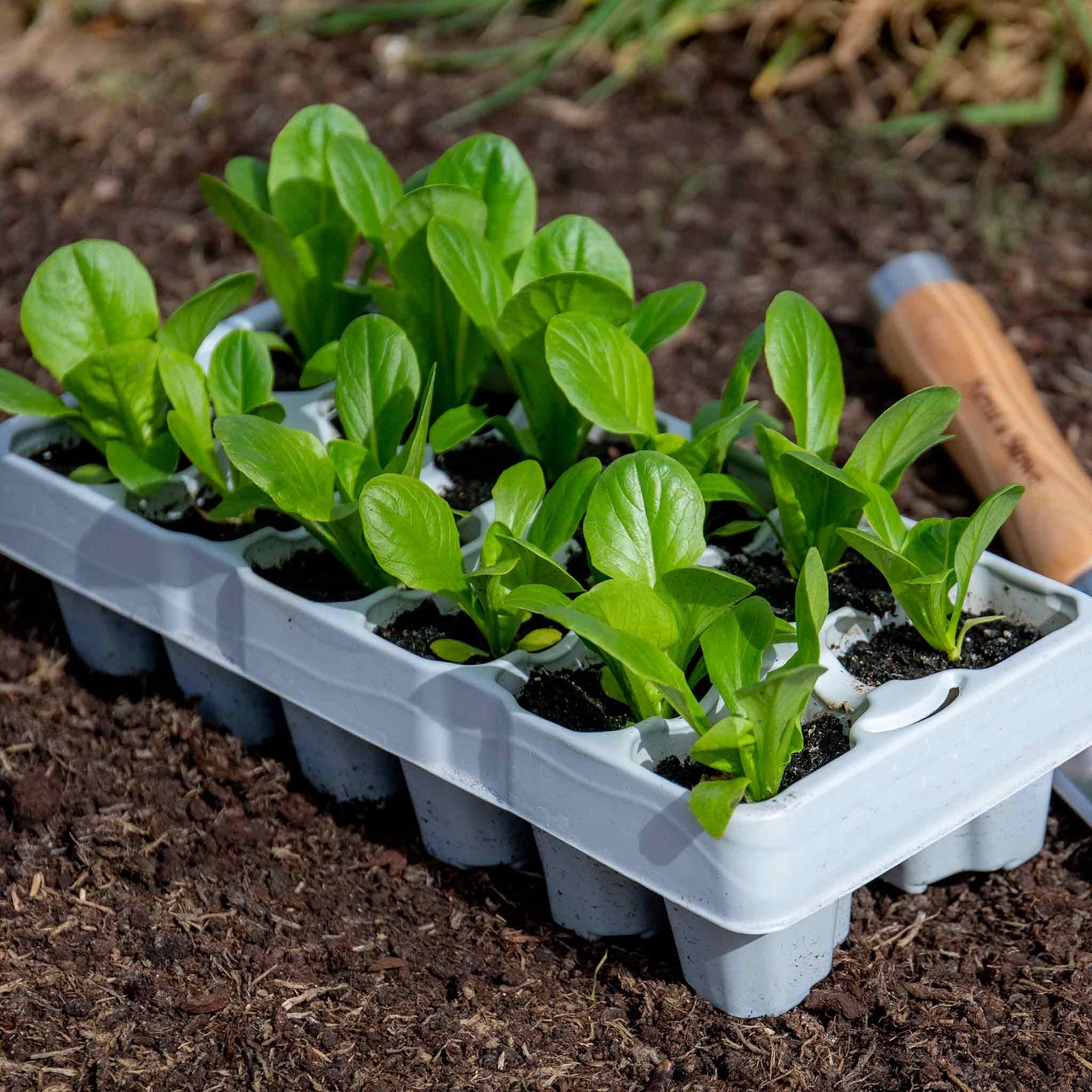 Lettuce Crispy Mix | 12 x Plug Plants | Green