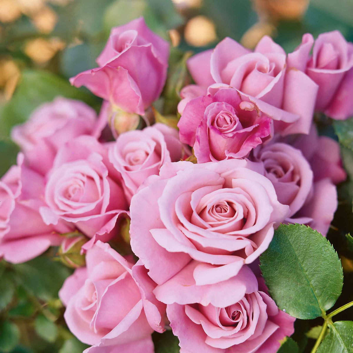 Rose 'moody Blue' Hybrid Tea — Fragrant Lilac Blooms Bare Root | Set of 1 | Lilac