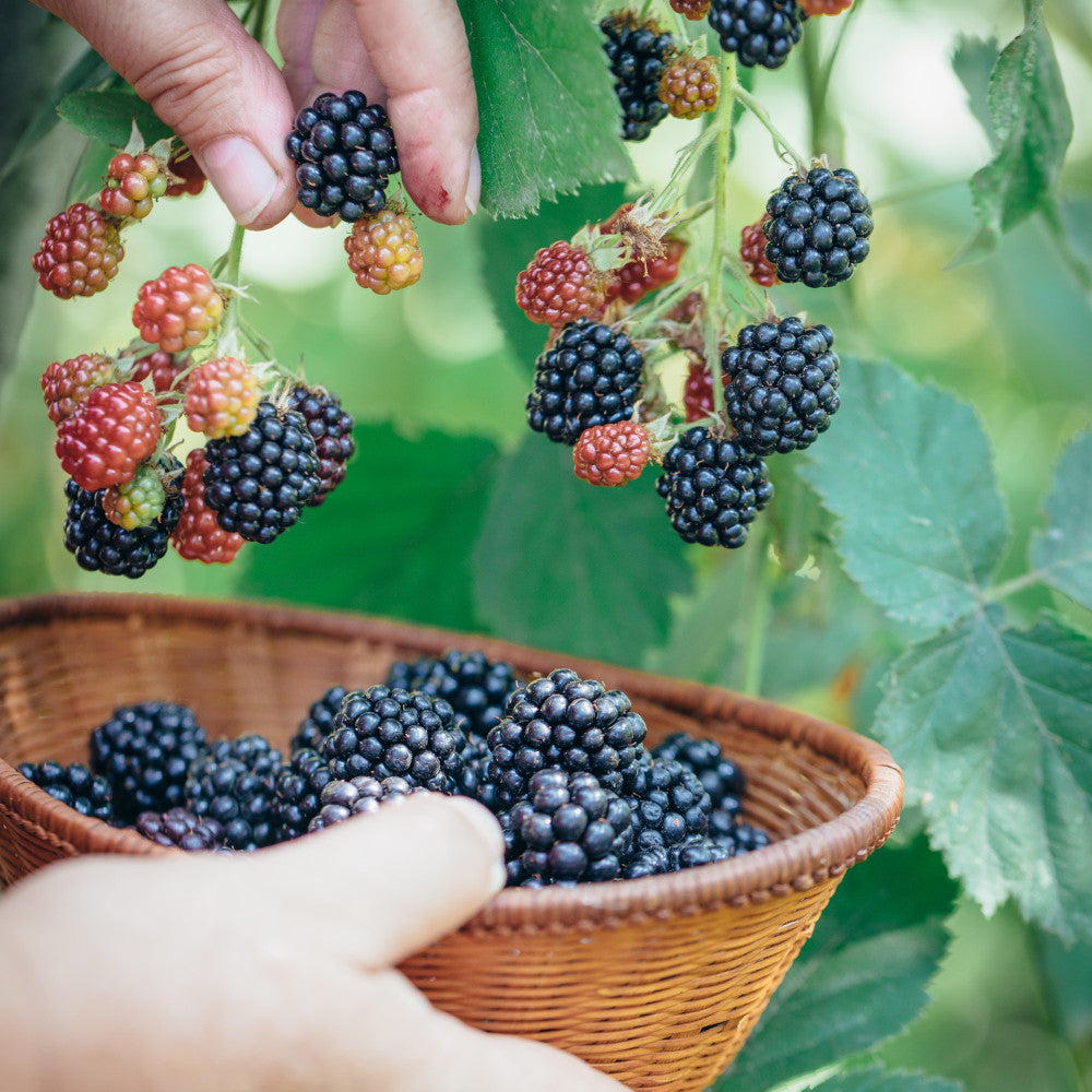 Plentiful Patio Fruits Collection - Blueberry, Raspberry And Blackberry All Compact Varieties Supplied In 9cm Pots