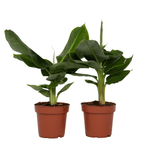 Banana Plant - 2 Pcs. - Musa 'oriental Dwarf' - Height 25-40cm - ⌀12cm | Set of 2 | Green