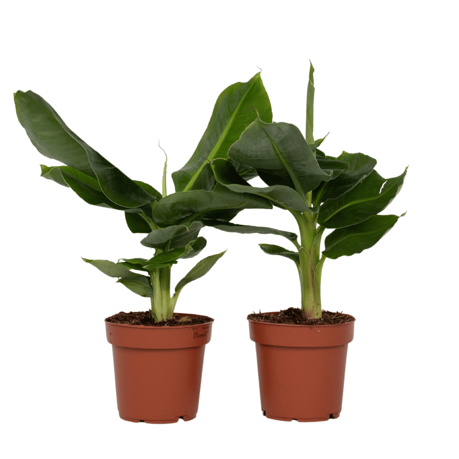 Banana Plant - 2 Pcs. - Musa 'oriental Dwarf' - Height 25-40cm - ⌀12cm | Set of 2 | Green
