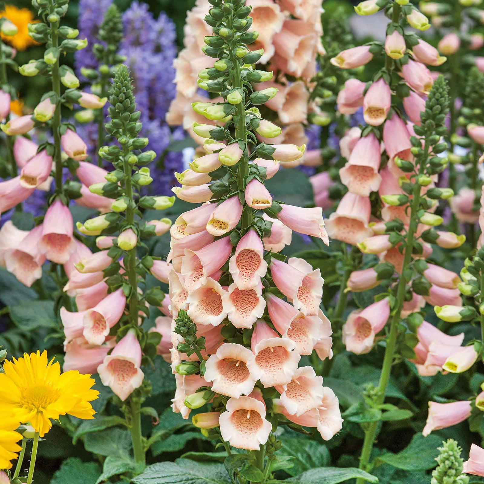Digitalis 'dalmatian Peach' (foxglove) - Compact Peach-pink Spires | 6 x Jumbo Plugs | Multi