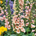Digitalis 'dalmatian Peach' (foxglove) - Compact Peach-pink Spires | 3 x Jumbo Plugs | Multi