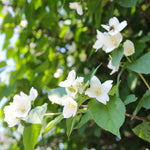 Super Scented Philadelphus Collection | 3 x 9cm | White
