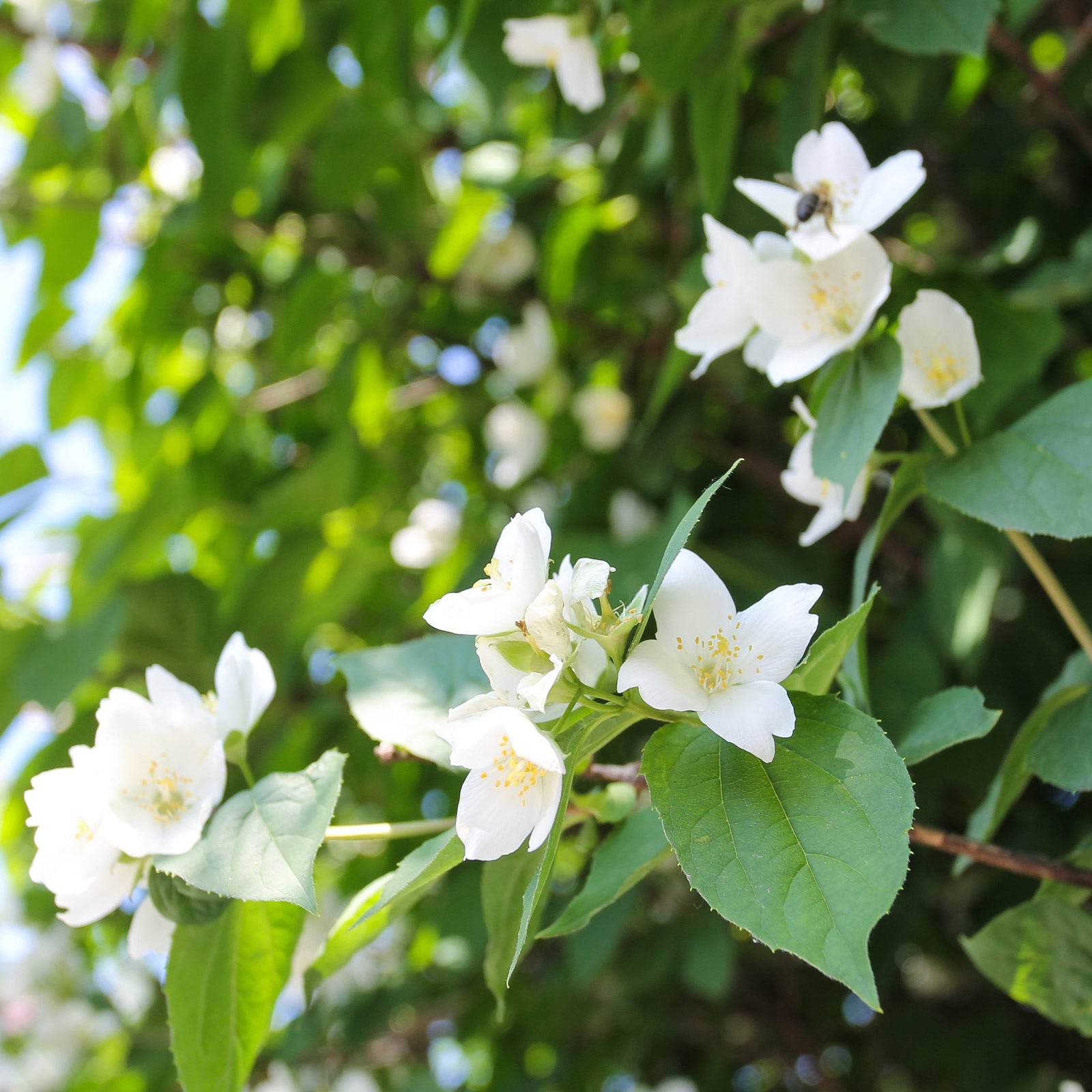 Super Scented Philadelphus Collection | 3 x 9cm | White